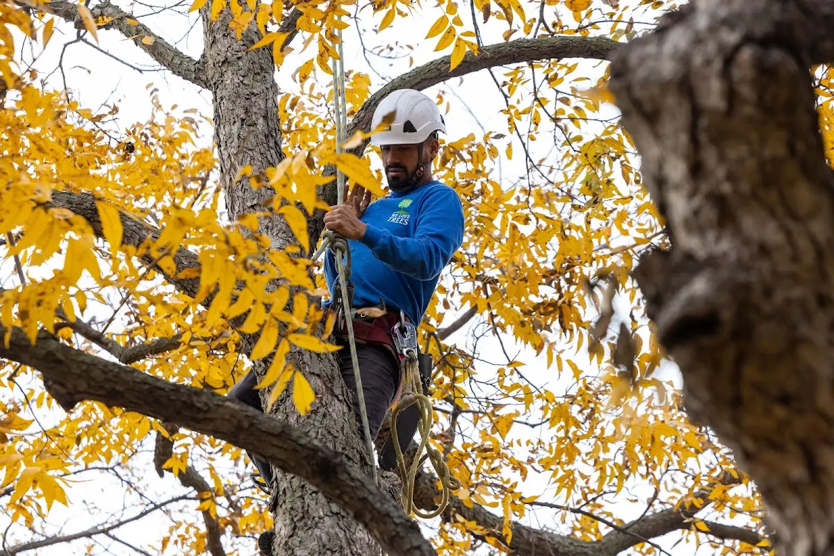 Skilled Tree Planing crew working in Argonne